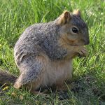 Sarah Nitz - @squirrelmom2009 - Instagram