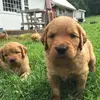 Sarah Nussbaum288 - @sarahnussbaum288 - TikTok