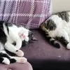 Sarah Nussbaumer - @not_super_mario - TikTok