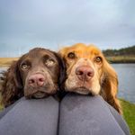 Sarah, Olive & Wilma | 𝗔𝗱𝘃𝗲𝗻𝘁𝘂𝗿𝗲𝘀 | 𝗧𝗿𝗶𝗰𝗸𝘀 | 𝗩𝗮𝗻 𝗟𝗶𝗳𝗲 - @everything.olive_ - Instagram