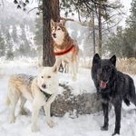 Sarah Whitewolf and Pack - @sarahwhitewolf87 - Instagram