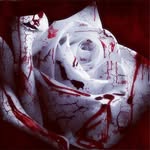 Sarah Pardee Lockwood WinchesterSlu - @sarahstarluwinchesterslu - Instagram
