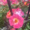 sarah peer - @sarah.peer0 - TikTok