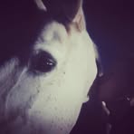 Sarah Pellerin - Facebook