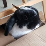 Sarah Peng - @sarah_jpeng - Instagram