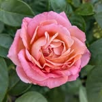 Sarah Penner - @sarah.remarks - Instagram