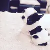 sarah.perrett2 - @sarah.perrett2 - TikTok
