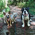 Sarah Pflanz - @a_bulldog_and_a_half - Instagram