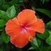 Sarah Pharr - Facebook