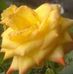 Sarah Pippin - Facebook