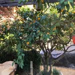 Sarah Pippin - @local_grapefruits - Instagram