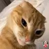 sarah.pipping - @sarah.pipping - TikTok