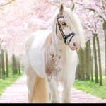Sarah Plank - @sarahlovepets123 - Instagram