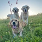Sarah Pound - @retrievers.pound - Instagram
