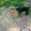 sarahpriddy990 - @sarahpriddy990 - TikTok