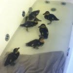 Sarah Proffitt - @duckietail - Instagram