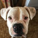 Sarah Reddick - @lola_the_boxer_baby - Instagram
