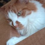 Sarah Reimer - @axl.353 - Instagram
