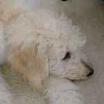 Sarah Remley - @smrbear345 - Instagram