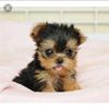 Sarah - @sarah_rhone2003 - TikTok
