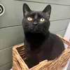 sarahringecatmom - @user7625509166269 - TikTok