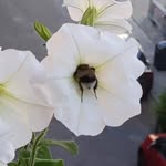 Sarah Robillard - @the_emotional_gardener - Instagram