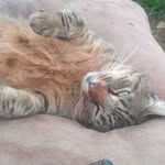 Sarah Roldan - @shed2sanctuary - Instagram