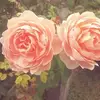 Sarah Roldan - @sarahroldan32 - TikTok