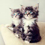 sarah - @sarah_samaha_the_great_ - Instagram