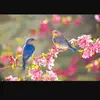SarahSamaha922 - @sarahsamaha922 - TikTok