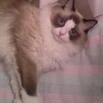 Sarah Samples - @sarah_lee_samples - Instagram