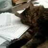 sarahsanborn - @sarahsanborn - TikTok