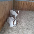 Sarah Sayce - Facebook