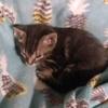 Sarah schulte - @sky_thecat123 - TikTok