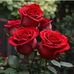 Sarah Selim - Facebook