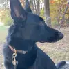 🩷🤍Sarah🤍🩷 - @that_service_dog_sarah2 - TikTok