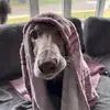 Sarah Sharp - @ssharp824 - TikTok