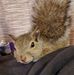 Sarah Shew - Facebook