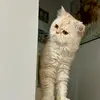 Sarah - @sarah.shine - TikTok