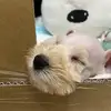 sarahhsieh4 - @sarahhsieh4 - TikTok