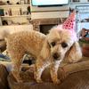 EllieThePoodle - @sarahsinquefield - TikTok