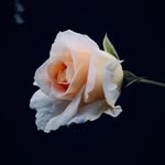 Sarah Lichee - @sarahs_light - Instagram