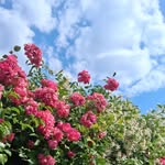 🌹سارة//Sarah🌹 - @_.sarah._.sos - Instagram