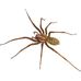 Gertrude The Sassy Spider - Facebook