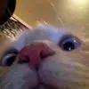 heloamabtsok - @sarah_sprouse_ - TikTok