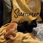Sarah Stafford Housel - @sarahstafford66 - Instagram