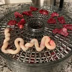 Sarah Strain - @earthside_encapsulation - Instagram