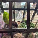 Sarah Strecker Shields - @leafandletvine - Instagram