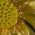 sarah strickler - @gardenandbook - Instagram