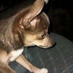 Sarah Suttle - @chihu_mama - Instagram